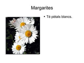 Margarites Té pètals blancs. 