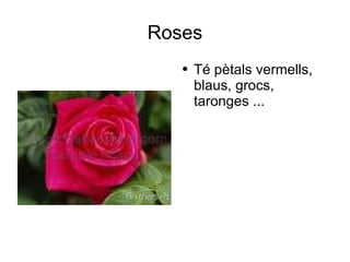 Roses Té pètals vermells, blaus, grocs, taronges ... 