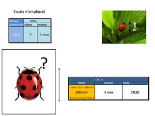 Escala d’ampliació




                     5 mm
               ?
 
