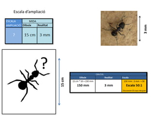Escala d’ampliació




                             3 mm
               ?     15 cm
 