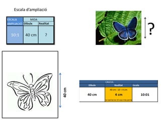 Escala d’ampliació




                             ?
                     40 cm
 