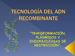 TECNOLOGÍA DEL ADN RECOMBINANTE “TRANSFORMACIÓN, PLÁSMIDOS Y ENDONUCLEASAS DE RESTRICCIÓN”. 