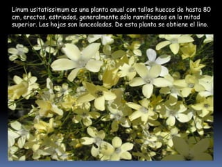 Linum usitatissimum es una planta anual con tallos huecos de hasta 80
cm, erectos, estriados, generalmente sólo ramificados en la mitad
superior. Las hojas son lanceoladas. De esta planta se obtiene el lino.

 