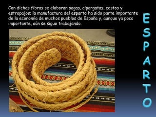 Con dichas fibras se elaboran sogas, alpargatas, cestos y
estropajos; la manufactura del esparto ha sido parte importante
de la economía de muchos pueblos de España y, aunque ya poco
importante, aún se sigue trabajando.

 