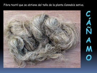 Fibra textil que se obtiene del tallo de la planta Cannabis sativa.

 