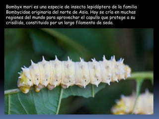 Bombyx mori es una especie de insecto lepidóptero de la familia
Bombycidae originaria del norte de Asia. Hoy se cría en muchas
regiones del mundo para aprovechar el capullo que protege a su
crisálida, constituido por un largo filamento de seda.

 