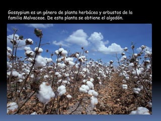 Gossypium es un género de planta herbácea y arbustos de la
familia Malvaceae. De esta planta se obtiene el algodón.

 
