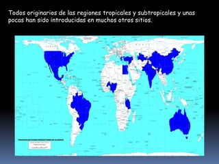 Todos originarios de las regiones tropicales y subtropicales y unas
pocas han sido introducidas en muchos otros sitios.

 