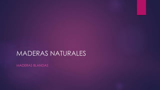 MADERAS NATURALES 
MADERAS BLANDAS 
 
