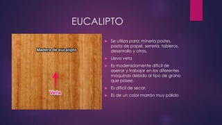 EUCALIPTO 
 Se utiliza para: minería postes, 
pasta de papel, serrería, tableros, 
desenrollo y otros. 
 Lleva veta 
 Es moderadamente dificil de 
aserrar y trabajar en las diferentes 
maquinas debido al tipo de grano 
que posee. 
 Es difícil de secar. 
 Es de un color marrón muy pálido 
 