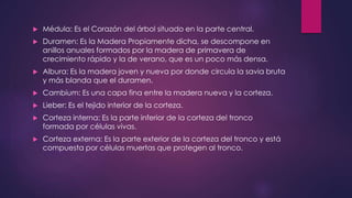  Médula: Es el Corazón del árbol situado en la parte central. 
 Duramen: Es la Madera Propiamente dicha, se descompone en 
anillos anuales formados por la madera de primavera de 
crecimiento rápido y la de verano, que es un poco más densa. 
 Albura: Es la madera joven y nueva por donde circula la savia bruta 
y más blanda que el duramen. 
 Cambium: Es una capa fina entre la madera nueva y la corteza. 
 Lieber: Es el tejido interior de la corteza. 
 Corteza interna: Es la parte inferior de la corteza del tronco 
formada por células vivas. 
 Corteza externa: Es la parte exterior de la corteza del tronco y está 
compuesta por células muertas que protegen al tronco. 
 