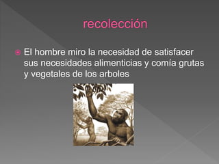  El hombre miro la necesidad de satisfacer
sus necesidades alimenticias y comía grutas
y vegetales de los arboles
 
