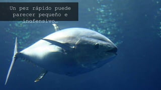 Un pez rápido puede parecer
pequeño e inofensivo…
 