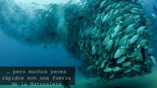 … pero muchos peces rápidos
son una fuerza de la Naturaleza
 