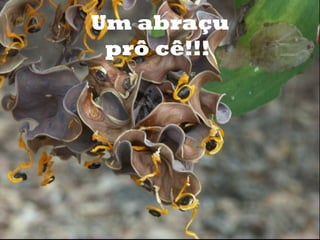 Um abraçu
o
     prô cê!!!
 