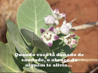 o




    Quando você tá danado de
      saudade, o abraço de
       alguém te alivia...
 