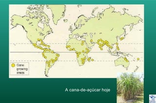A cana-de-açúcar hoje
 