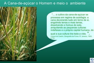 A Cana-de-açúcar o Homem e meio o ambiente
".... o cultivo da cana-de-açúcar se
processa em regime de autofagia: a
cana devorando tudo em torno de si,
engolindo terras e mais terras,
dissolvendo o húmus do solo,
aniquilando as pequenas culturas
indefesas e o próprio capital humano, do
qual a sua cultura tira toda a vida. ".
(Josué de Castro, Geografia da Fome, R. Janeiro, 1952,
p.73)
 