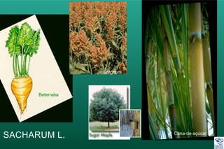 Beterraba
Sorghum
Cana-de-açúcar
SACHARUM L.
 