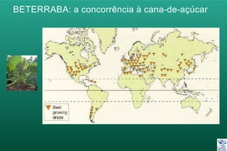 BETERRABA: a concorrência à cana-de-açúcar
 