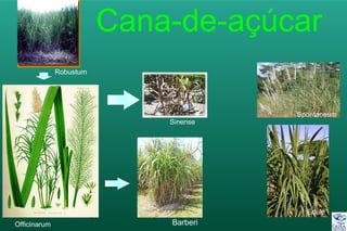 Robustum
Officinarum
Edule
Spontaneum
Sinense
Barberi
 