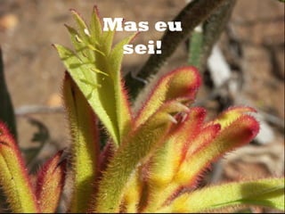 Mas eu
o



     sei!
 