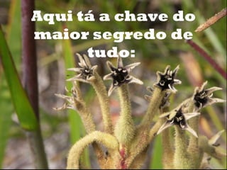 o
    Aqui tá a chave do
    maior segredo de
          tudo:
 