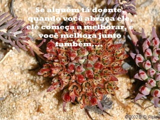 o     Se alguém tá doente,
    quando você abraça ele,
    ele começa a melhorar, e
       você melhora junto
           também....
 