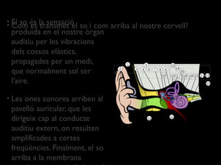•
•   El so és la sensació so i com arriba al nostre cervell?
    Com es transmet el
    produïda en el nostre òrgan
    auditiu per les vibracions
    dels cossos elàstics,
    propagades per un medi,
    que normalment sol ser
    l'aire.

•   Les ones sonores arriben al
    pavelló auricular, que les
    dirigeix cap al conducte
    auditiu extern, on resulten
    amplificades a certes
    freqüències. Finalment, el so
    arriba a la membrana
 