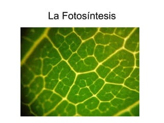 La Fotosíntesis
 