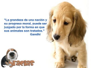 Servicio de tecnología " Cuidados de perros"