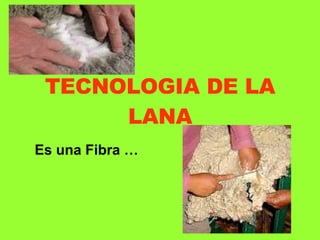 TECNOLOGIA DE LA LANA Es una Fibra … 