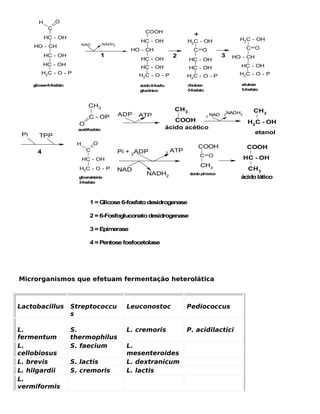 H        O
              C
                                                             COOH
             HC - OH
                                                                                        +
                                                          HC - OH                    H2C - OH                    H2C - OH
                               NAD          NADH2
      HO - CH                                                                                                       C O
                                                       HO - CH                          C O
             HC - OH                     1                                     2                           3   HO - CH
                                                          HC - OH                     HC - OH
             HC - OH                                                                                             HC - OH
                                                          HC - OH                     HC - OH
          H2C - O - P                                     H2C - O - P                                            H2C - O - P
                                                                                     H2C - O - P
      glicose-6-fosfato                                   ácido 6-fosfo-             ribulose                    xilulose
                                                          glucônico                  5-fosfato                   5-fosfato



                                 CH3
                                                                                CH3                                    CH3
                                                    ADP   ATP                                        NAD   2NADH2
                                  C - OP                                                         2
                                                                              COOH                                   H2C - OH
                            O
                            acetilfosfato                                  ácido acético
 Pi                                                                                                                      etanol
         TPP
                           H         O
                                                                                          COOH                       COOH
        4                       C                   Pi + 2ADP                  ATP
                                                                           2
                                                                                            C O                     HC - OH
                               HC - OH
                                                                                            CH3
                            H2C - O - P             NAD                                                            CH3
                                                             NADH2                    ácido pirúvico
                            gliceraldeído                                                                        ácido lático
                            3-fosfato




                                  1 = Glicose 6-fosfato desidrogenase

                                  2 = 6-Fosfogluconato desidrogenase

                                  3 = Epimerase

                                  4 = Pentose fosfocetolase




Microrganismos que efetuam fermentação heterolática



Lactobacillus             Streptococcu                Leuconostoc                    Pediococcus
                          s

L.                        S.                          L. cremoris                    P. acidilactici
fermentum                 thermophilus
L.                        S. faecium                  L.
cellobiosus                                           mesenteroides
L. brevis                 S. lactis                   L. dextranicum
L. hilgardii              S. cremoris                 L. lactis
L.
vermiformis
 