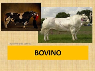 BOVINO
Tecnologia de carnes
 