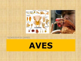 AVES
TECNOLOGIA DE CARNES
 