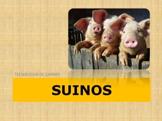 SUINOS
TECNOLOGIA DE CARNES
 