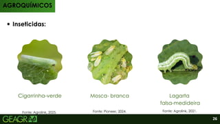 Inseticidas:
AGROQUÍMICOS
Cigarrinha-verde Mosca- branca Lagarta
falsa-medideira
Fonte: Agrolink, 2025. Fonte: Pioneer, 2024. Fonte: Agrolink, 2021.
26
 