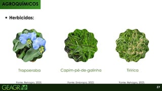 AGROQUÍMICOS
Herbicidas:
Trapoeraba Capim-pé-de-galinha Tiririca
Fonte: Embrapa, 2022.
Fonte: Rehagro, 2025. Fonte: Rehagro, 2025.
27
 