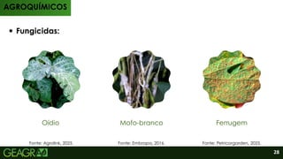 AGROQUÍMICOS
Fungicidas:
Oídio Mofo-branco Ferrugem
Fonte: Agrolink, 2025. Fonte: Embrapa, 2016. Fonte: Petricorgarden, 2025.
28
 