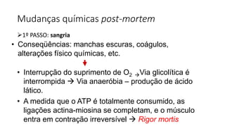 Mudanças químicas post-mortem
1º PASSO: sangria
• Conseqüências: manchas escuras, coágulos,
alterações físico químicas, etc.
• Interrupção do suprimento de O2 Via glicolítica é
interrompida  Via anaeróbia – produção de ácido
lático.
• A medida que o ATP é totalmente consumido, as
ligações actina-miosina se completam, e o músculo
entra em contração irreversível  Rigor mortis
 