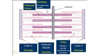 Tecnologia de carnes 