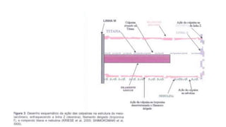 Tecnologia de carnes 