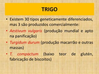 • Existem 30 tipos geneticamente diferenciados,
mas 3 são produzidos comercialmente:
• Aestivum vulgaris (produção mundial e apto
na panificação)
• Turgidum durum (produção macarrão e outras
massas)
• T. compactum (baixo teor de glutén,
fabricação de biscoitos)
TRIGO
 