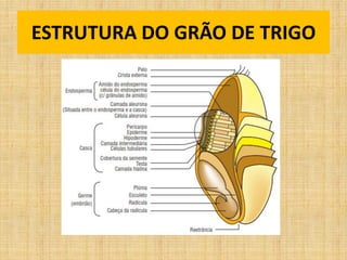 ESTRUTURA DO GRÃO DE TRIGO
 