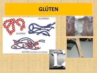 GLÚTEN
 