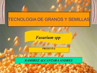 TECNOLOGIA DE GRANOS Y SEMILLAS
Fusarium spp
PRESENTA:
RAMIREZ ALCANTARA ANDRES
 