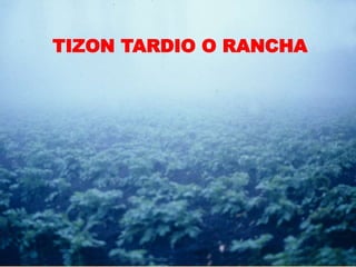 TIZON TARDIO O RANCHA
 