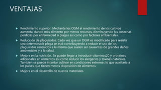 VENTAJAS
 Rendimiento superior. Mediante los OGM el rendimiento de los cultivos
aumenta, dando más alimento por menos recursos, disminuyendo las cosechas
perdidas por enfermedad o plagas así como por factores ambientales.
 Reducción de plaguicidas. Cada vez que un OGM es modificado para resistir
una determinada plaga se está contribuyendo a reducir el uso de los
plaguicidas asociados a la misma que suelen ser causantes de grandes daños
ambientales y a la salud.
 Mejora en la nutrición. Se puede llegar a introducir vitaminas20 y proteínas
adicionales en alimentos así como reducir los alergenos y toxinas naturales.
También se puede intentar cultivar en condiciones extremas lo que auxiliaría a
los países que tienen menos disposición de alimentos.
 Mejora en el desarrollo de nuevos materiales.
 