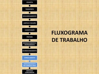 FLUXOGRAMA
DE TRABALHO
COLHEITA
TRANSPORTE
DESCARREGAMENTO
LIMPEZA E SELEÇÃO
CLASSIFICAÇÃO
PREPARO
BRANQUEAMENTO E
RESFRIAMENTO
ACONDICIONAMENTO
CONGELAMENTO
ARMAZENAMENTO
EM CAMERAS FRIAS
MERCADO
CONSUMIDOR
 