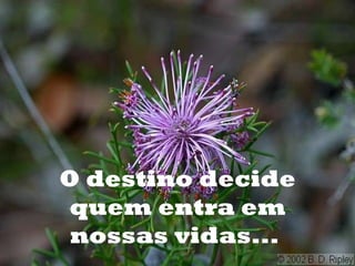 O destino decide quem entra em nossas vidas...  